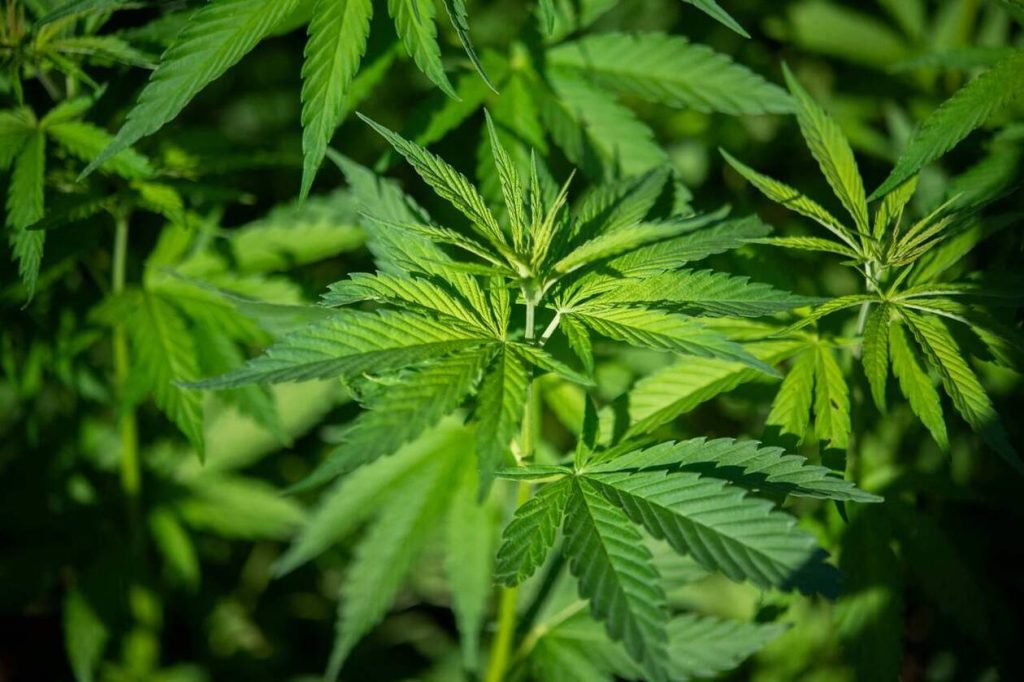 un coursier a été condamné après avoir confondu cbd et cannabis, soulevant des questions sur la méconnaissance des produits dérivés du cannabis.
