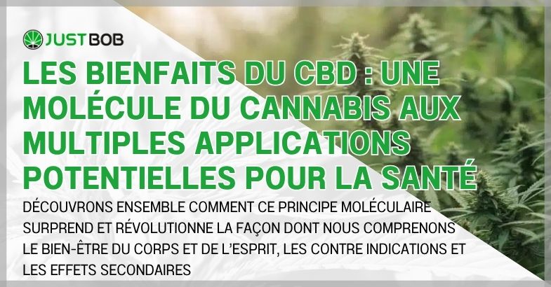 découvrez les effets du cbd sur le corps et l'esprit, ses bienfaits potentiels pour la relaxation, la gestion du stress et le bien-être général.