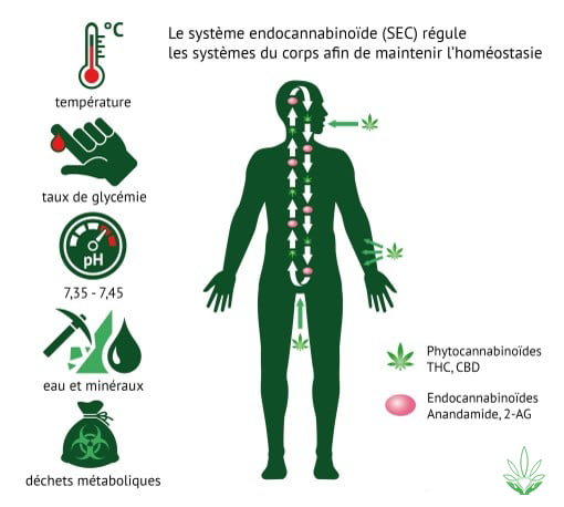 découvrez les effets du cbd sur le corps et l'esprit : relaxation, réduction du stress et bien-être naturel grâce aux propriétés du cannabidiol.