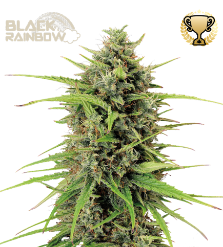 découvrez où trouver des graines de cannabis rares et pourquoi elles sont prisées par les amateurs. guide complet pour choisir les meilleures variétés uniques.