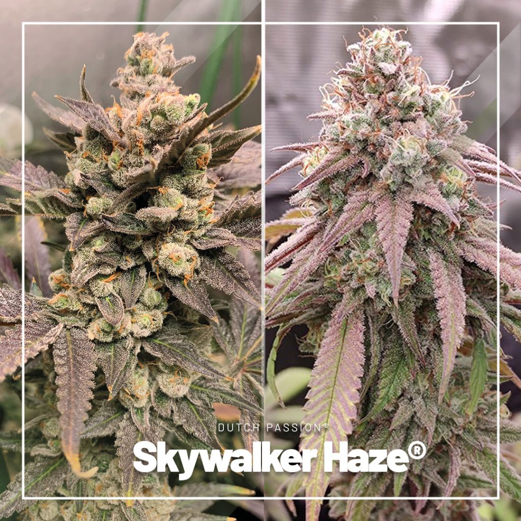 découvrez où trouver des graines de cannabis rares et comprenez pourquoi elles sont prisées par les cultivateurs et passionnés.