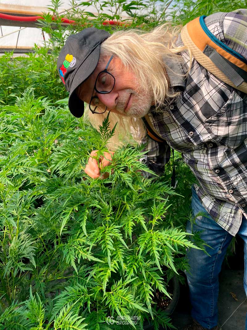 découvrez notre guide complet pour planter du cannabis chez soi en toute légalité. apprenez les meilleures techniques de culture, les conseils d'entretien et les astuces pour une récolte réussie.