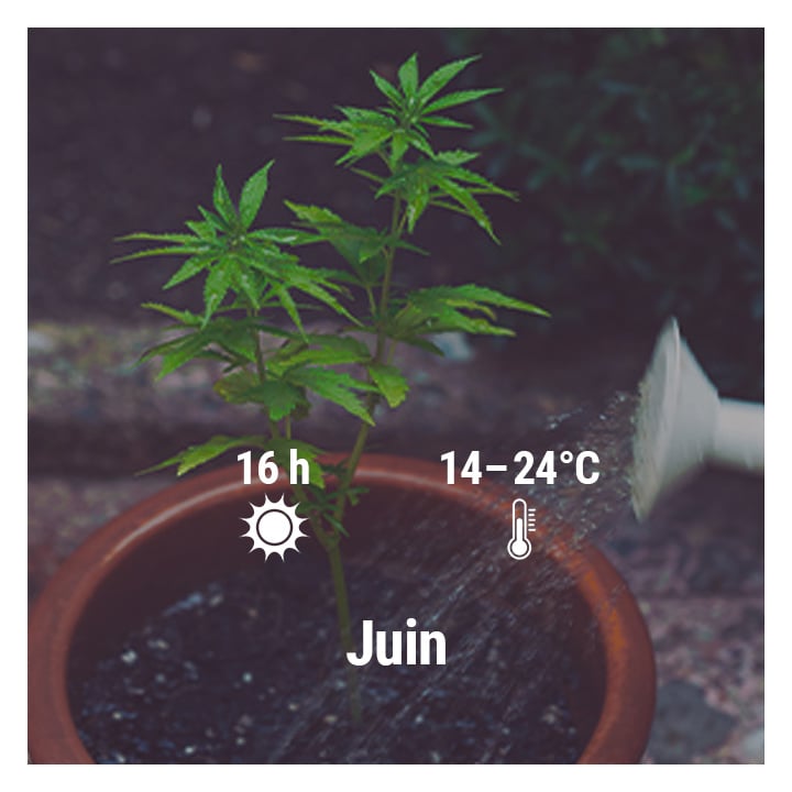 découvrez notre guide complet pour apprendre à planter du cannabis chez vous en toute sécurité et légalement. conseils pratiques, astuces et étapes détaillées pour cultiver facilement votre propre cannabis à domicile.