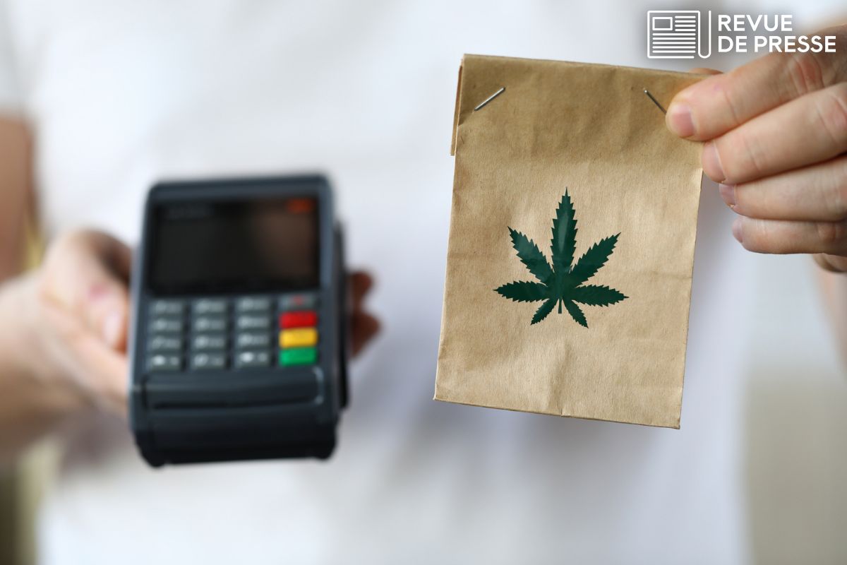 découvrez la législation du cannabis aux pays-bas : cadre légal, réglementations en vigueur et particularités de la politique néerlandaise sur le cannabis.