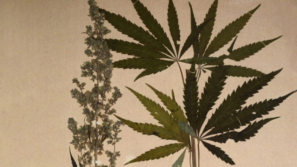 suivez le procès au creusot concernant l'usage de cbd, ses implications légales et les enjeux autour de cette substance.