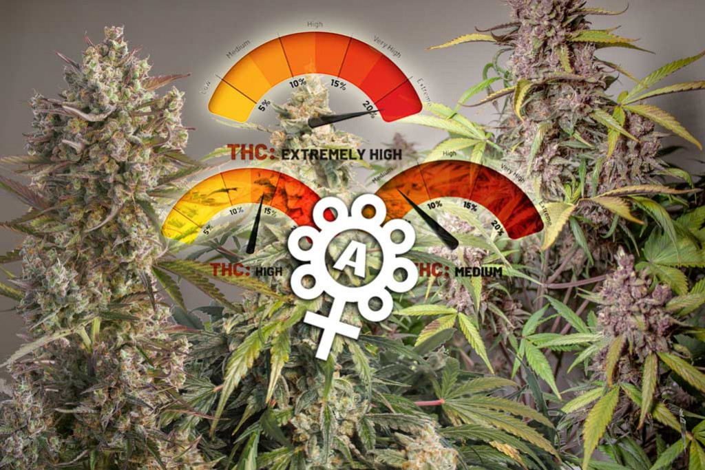 découvrez tout ce qu’il faut savoir sur le taux de thc dans le cannabis : définitions, variations selon les variétés, impacts sur les effets et la législation. informez-vous avant de consommer !