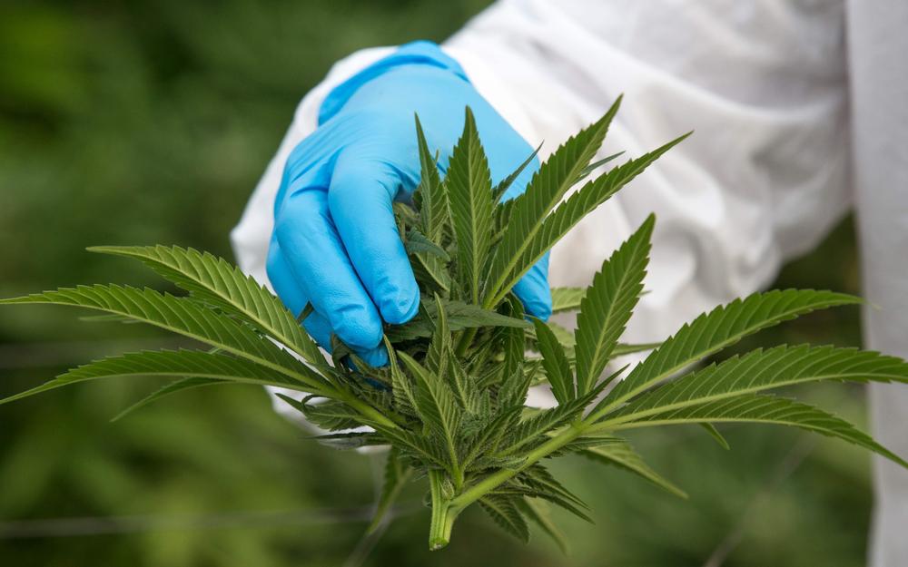 découvrez tout sur le cannabis : ses usages, effets et la législation en vigueur. informez-vous sur les aspects médicaux, récréatifs et légaux du tbc cannabis.