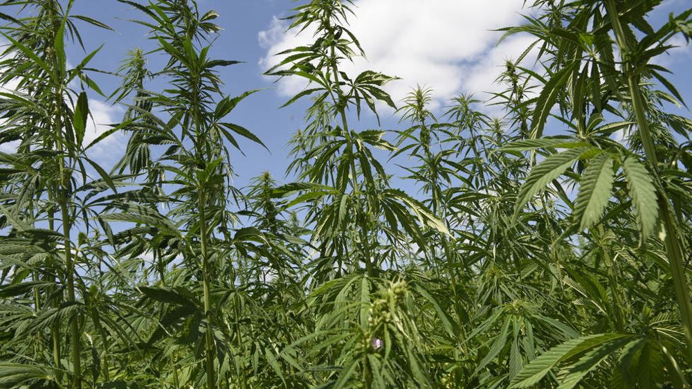 découvrez pourquoi les agriculteurs royannais sont pleinement satisfaits de la culture du chanvre cbd, une filière prometteuse pour l'agriculture locale et durable.