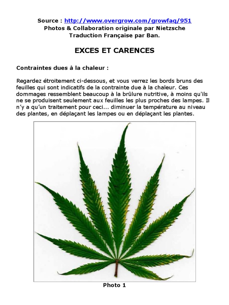 découvrez les alcaloïdes rares présents dans les feuilles de cannabis sud-africain, leurs propriétés uniques et leurs potentiels usages pharmacologiques.