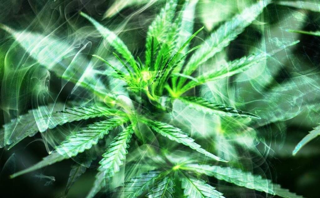 découvrez les enjeux et perspectives liés à l'avenir incertain du chanvre cbd en france, entre réglementation, marché et innovations.