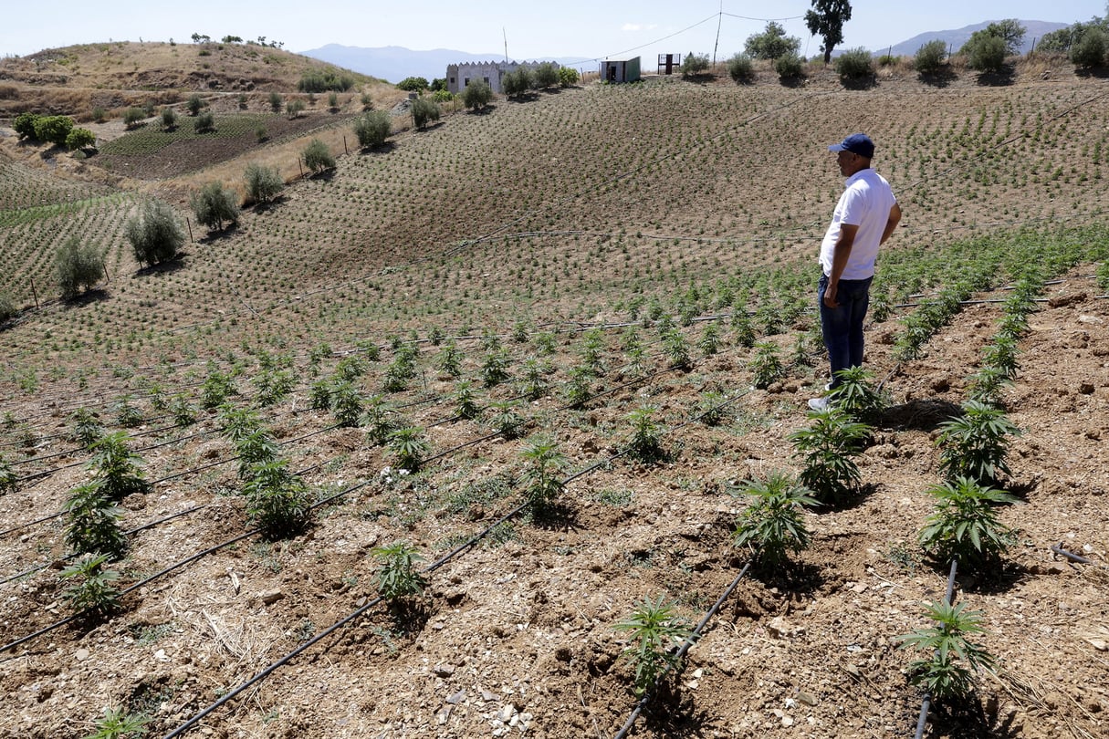 un bébé explore une chambre métamorphosée en serre de cannabis, un décor surprenant et inédit.
