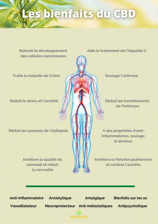 découvrez les bienfaits du cbd à lyon : soulagement naturel, réduction du stress et amélioration du bien-être au cœur de la ville.