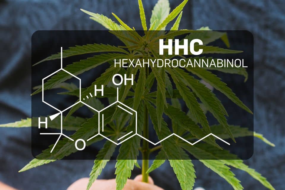 découvrez les bienfaits du hhc cbd comparés au cbd classique, leurs différences, effets et avantages pour votre bien-être.