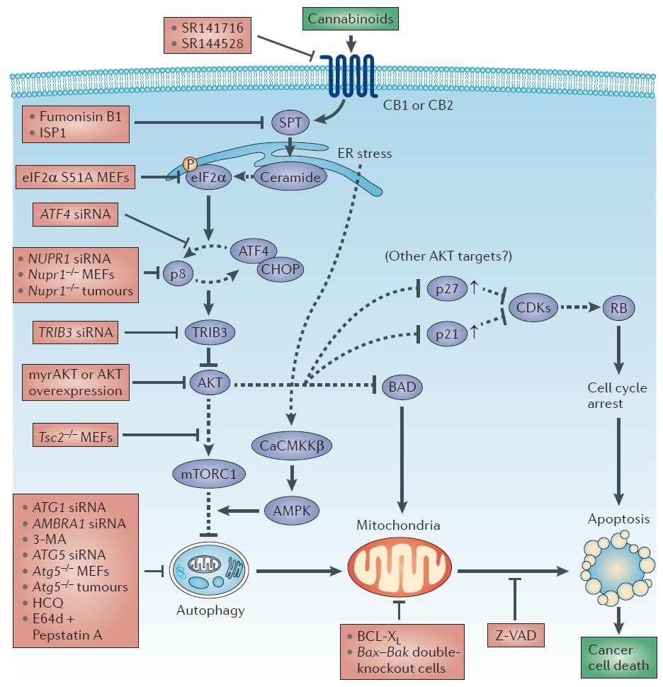 découvrez les traitements prometteurs du cancer de l'ovaire intégrant le cbd et le thc, offrant de nouvelles perspectives pour améliorer la qualité de vie des patientes.