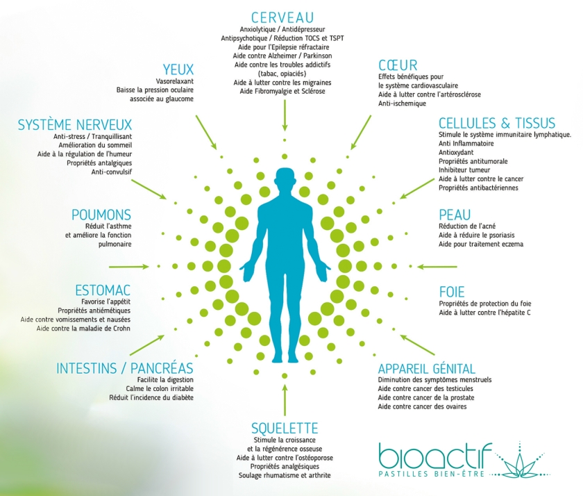 découvrez les effets essentiels du cannabis sur la santé, ses bienfaits potentiels et les précautions à prendre pour une utilisation responsable.