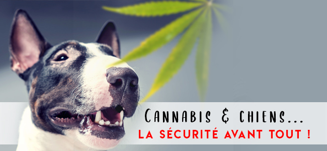 découvrez les bienfaits du cbd pour chiens ainsi que les précautions à prendre pour assurer la sécurité et le bien-être de votre compagnon à quatre pattes.