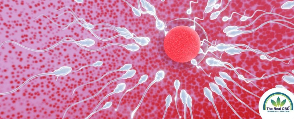 découvrez les dernières recherches sur l'impact du cbd sur la fertilité, ses effets potentiels et les avancées scientifiques récentes dans ce domaine.