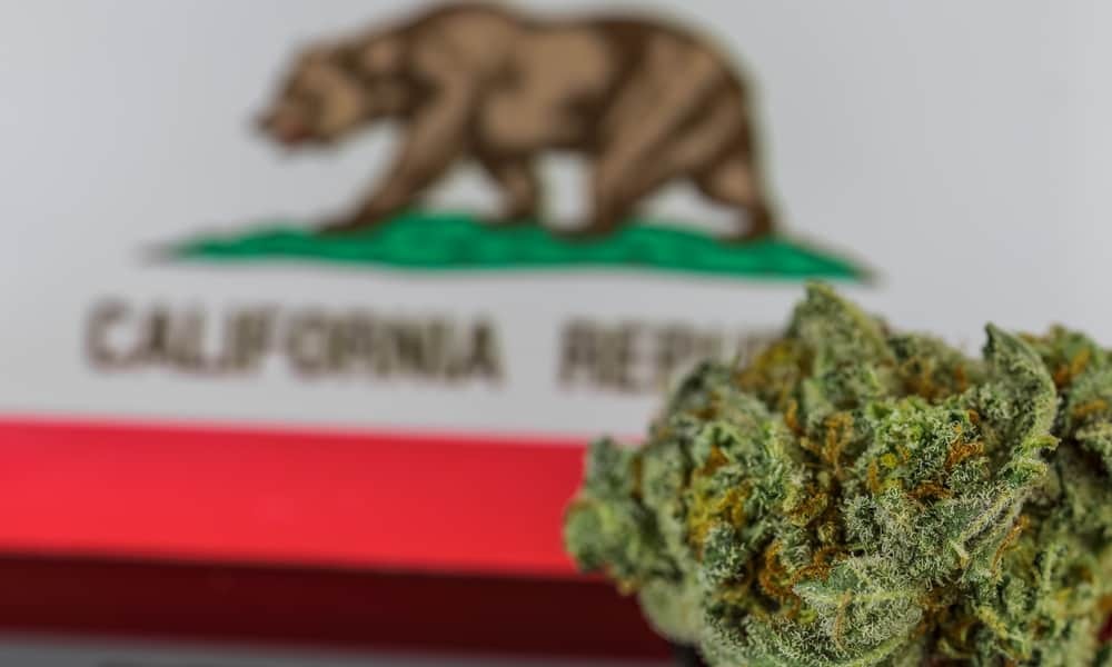 découvrez comment la hausse des taxes sur le cbd entraîne la fermeture de nombreuses boutiques spécialisées et impacte le marché.