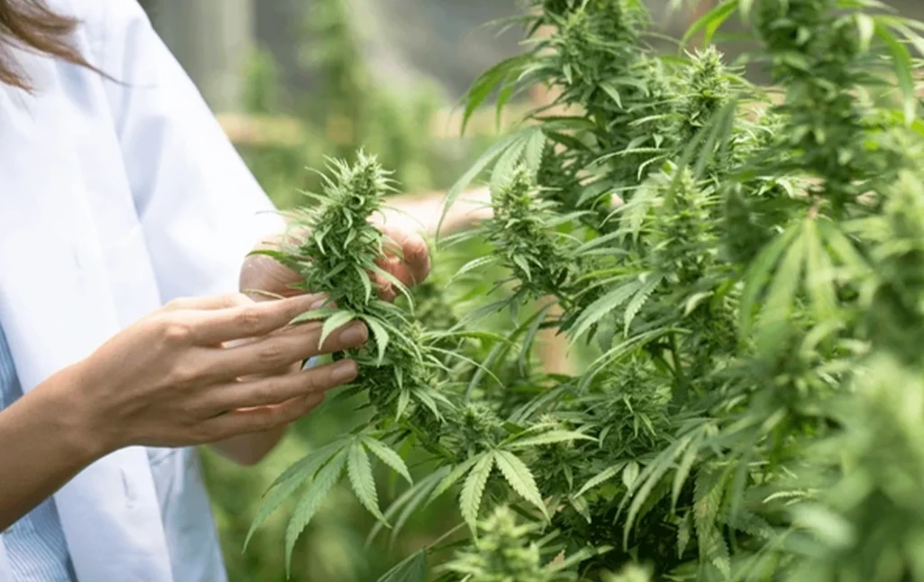 découvrez les bienfaits de l'huile de chanvre cbd et ses différents usages pour votre bien-être au quotidien. apprenez comment l'intégrer facilement dans votre routine santé.