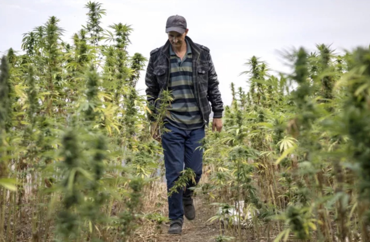 découvrez comment la légalisation du cannabis au maroc a entraîné une baisse de 85% des cultures illégales, transformant le secteur et ses enjeux économiques.