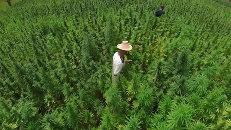 découvrez comment la légalisation du cannabis au maroc a entraîné une baisse de 85 % des cultures illégales, impactant positivement l'économie et la sécurité du pays.