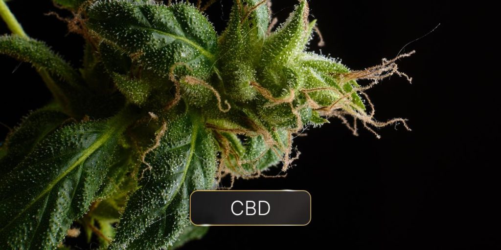 découvrez la réglementation en vigueur en 2022 sur le cbd en france : obligations légales, limites autorisées et conseils pour rester conforme à la loi.