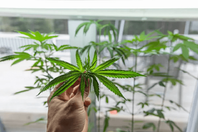 découvrez la réglementation en vigueur sur le cbd en france en 2022, ses dispositions légales, et ce que vous devez savoir pour rester conforme à la loi.