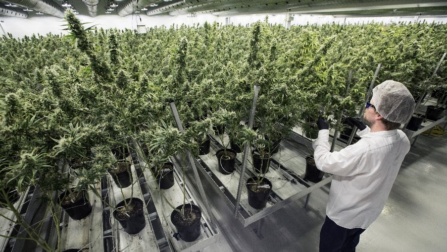 ottawa réduit le remboursement du cannabis pour les vétérans, impactant l'accès aux traitements médicaux. découvrez les détails des nouvelles mesures et leurs conséquences.