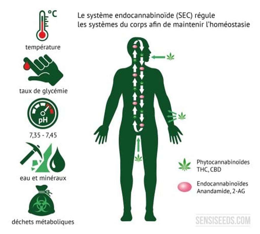 découvrez les différentes variations des effets du cbd et comment elles peuvent influencer votre bien-être au quotidien.