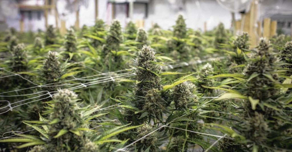 belge condamné pour possession de 27 kg de cannabis, pensant transporter du cbd. découvrez les détails de cette affaire judiciaire.