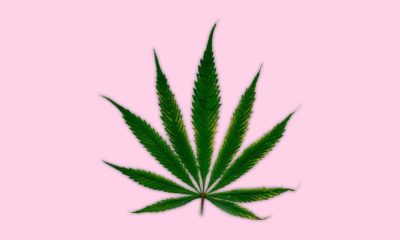 découvrez les recherches actuelles sur le lien entre le cannabis et la protection contre la covid-19, avec un focus sur les effets possibles et les précautions à prendre.