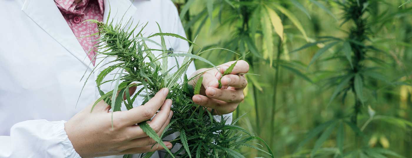 découvrez comment le cannabis thc peut réduire la douleur tout en minimisant les effets secondaires, pour une meilleure qualité de vie au naturel.