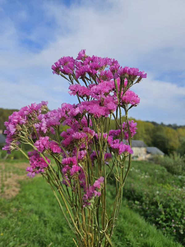 découvrez notre sélection de fleurs en gros pour particuliers à prix abordables. profitez de bouquets variés et de qualité à petits prix pour toutes vos occasions.