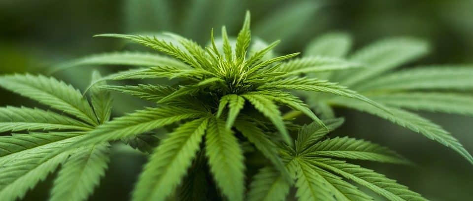 la france annonce l'arrêt du soutien à l'industrie du chanvre cbd à partir de 2026, impactant la filière et ses acteurs économiques.