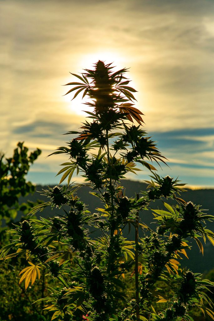 découvrez notre guide complet pour choisir le meilleur grossiste cbd en suisse, avec des conseils pratiques pour sélectionner un fournisseur de confiance et garantir la qualité de vos produits.