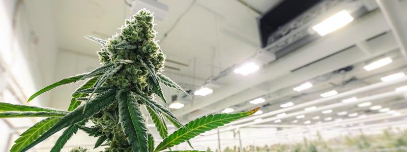 découvrez la fin de l'interdiction de vente des fleurs et feuilles de cbd, une nouvelle étape pour le marché du cannabidiol en france.
