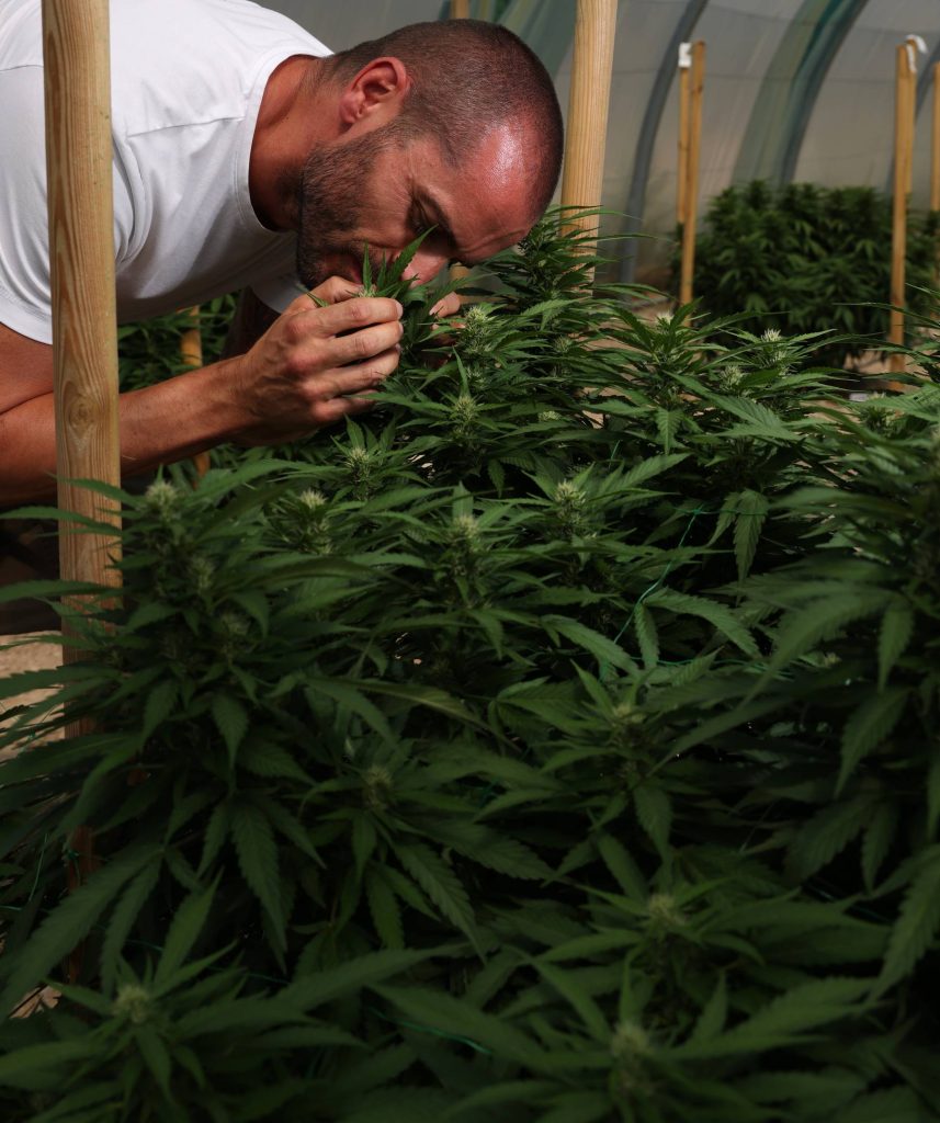 découvrez nicolas vastesaeger, pionnier de la culture indoor de fleurs de cbd, expert en techniques innovantes pour des récoltes de qualité supérieure.