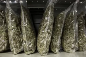 découvrez les tarifs du cbd au kilo pour choisir les meilleures offres et profiter d’un achat en gros avantageux.