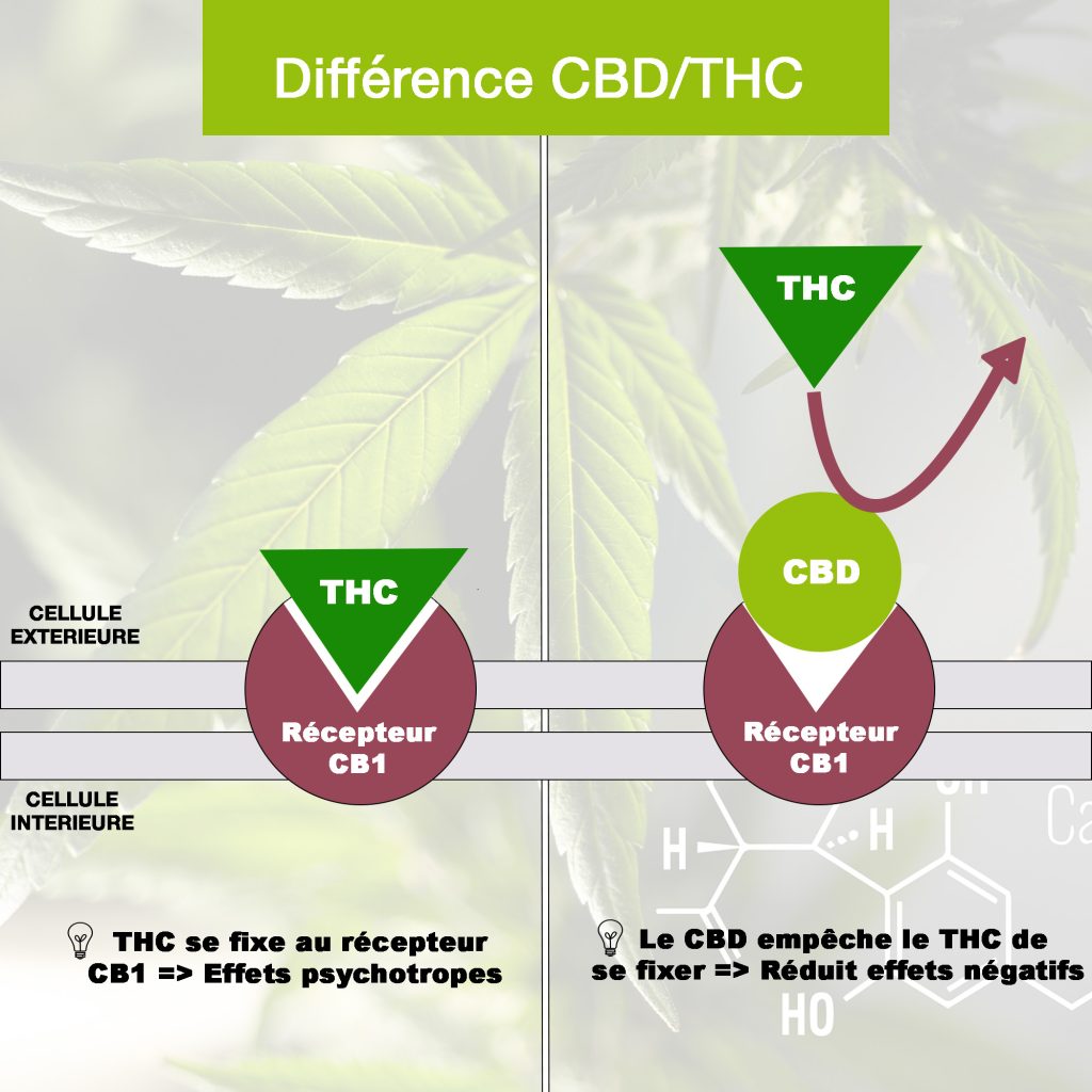 découvrez les produits cbd, leurs usages, bienfaits pour la santé, ainsi que les régulations en vigueur pour une consommation responsable et éclairée.
