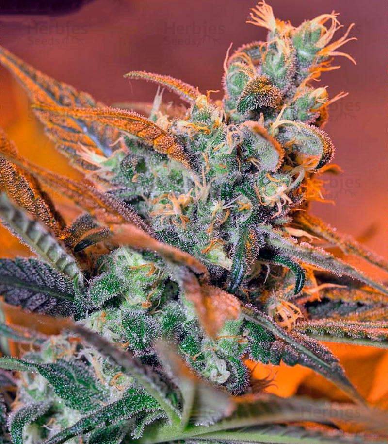 découvrez les effets et les usages de la cream caramel weed, une variété de cannabis appréciée pour ses propriétés uniques et son goût sucré.