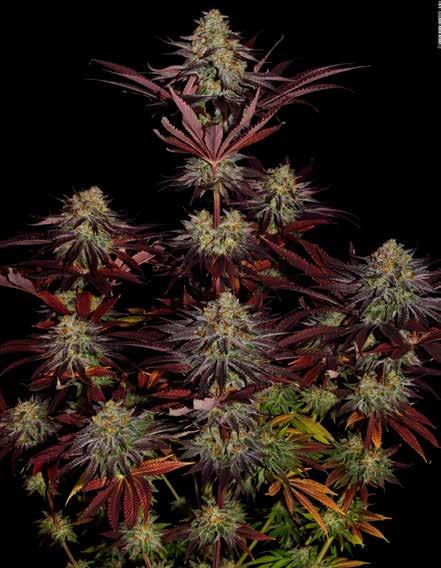 découvrez comment deux frères normands ambitieux cultivent entre 15 000 et 20 000 pieds de cbd, alliant passion et savoir-faire pour offrir des produits de qualité.