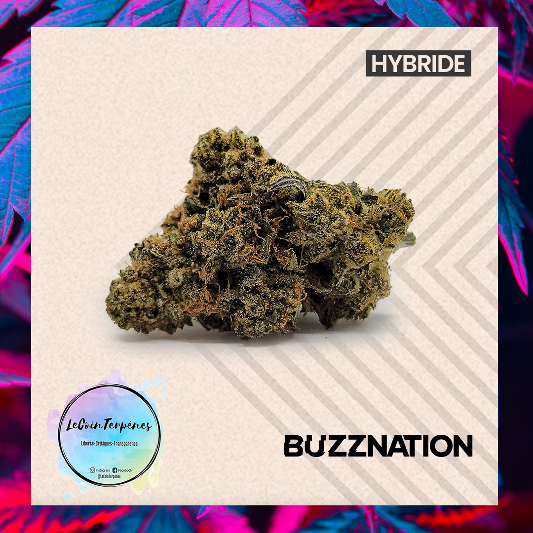 découvrez les caractéristiques uniques et les effets puissants du hash bubba kush, une variété prisée pour ses qualités relaxantes et son arôme distinctif.