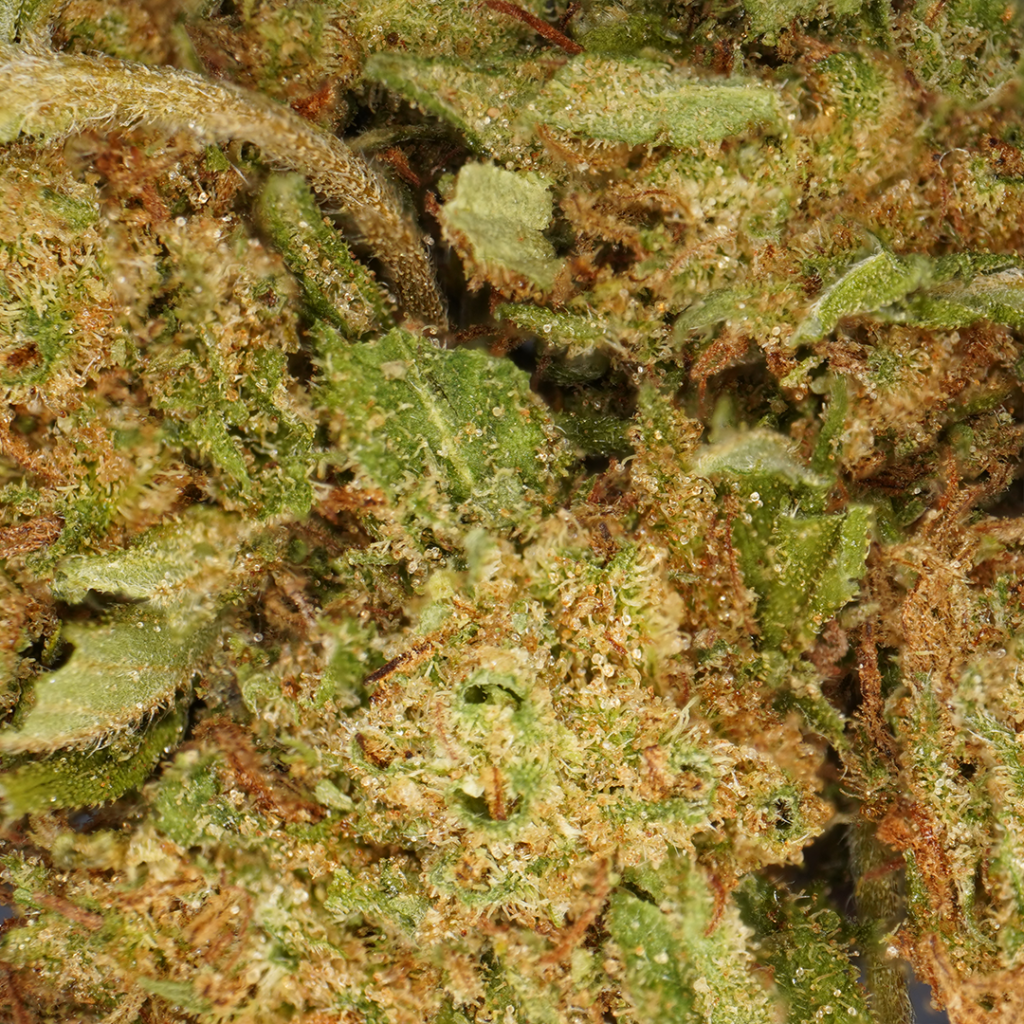 découvrez les caractéristiques uniques et les effets du hash bubba kush, une variété de cannabis reconnue pour son arôme intense et ses propriétés relaxantes.