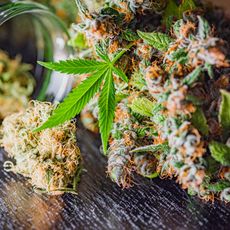 les ruptures de stock de cannabis médicinal entraînent des perturbations majeures dans les traitements des patients, affectant leur santé et leur qualité de vie.