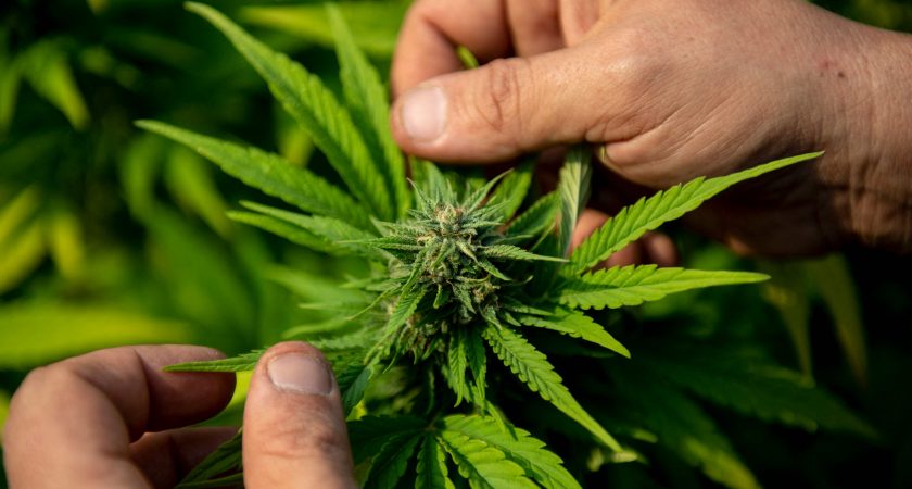 les ruptures de stock de cannabis médicinal impactent les traitements des patients, créant des difficultés dans la prise en charge médicale et nécessitant des solutions urgentes.