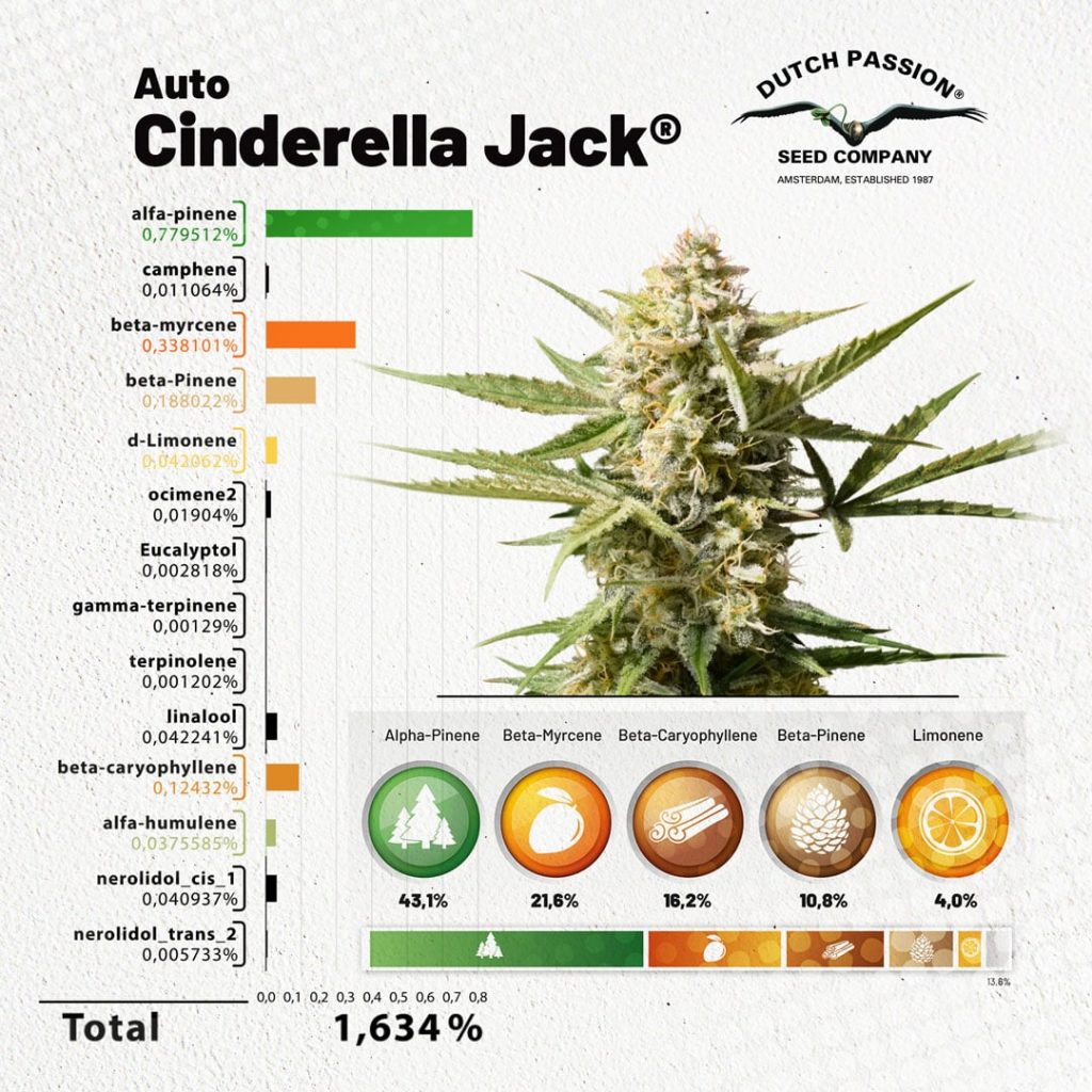découvrez notre sélection des 10 meilleures variétés de cbd à fumer, idéales pour profiter pleinement des bienfaits du cannabidiol en toute légalité.