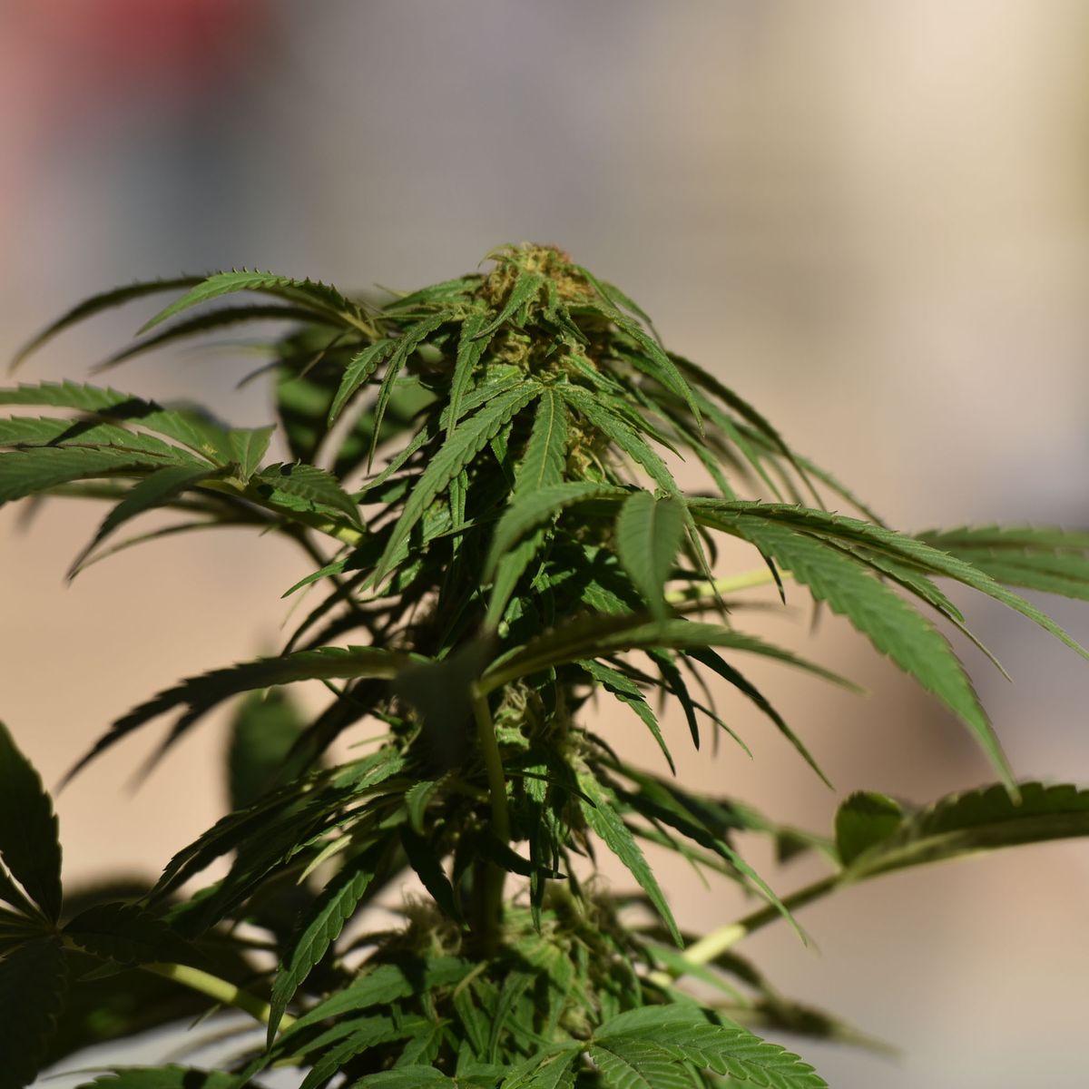 le cannabis chez les adolescents double le risque de développer des troubles sévères, soulignant l'importance de la prévention et de l'information dès le plus jeune âge.