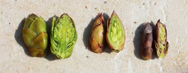 découvrez la croissance et le rôle essentiel des petits bourgeons dans le développement des plantes, leur formation, et leur impact sur la végétation.