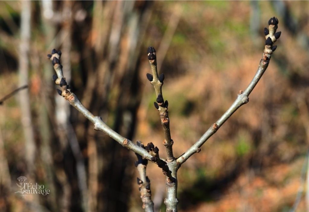 découvrez la croissance et le rôle essentiel des petits bourgeons dans le développement des plantes, leur formation et leur impact sur la floraison et la fructification.
